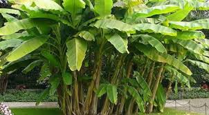 Image result for gambar pohon pisang