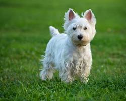 Terrier dog