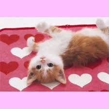 Résultat de recherche d'images pour "beaux chats"