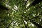 Rainforest canopy