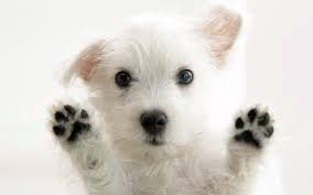 Resultado de imagen para imagenes cute