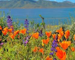Image of Diamond Valley Lake poppy fields