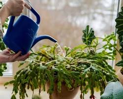 Image of person watering a cactus with a watering can