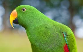 Image result for macaw parrot hd