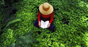 Resultado de imagen para imagenes sobre ecologia