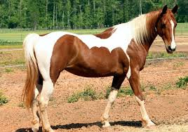 Image result for HORSE