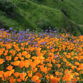 Chino Hills State Park