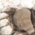 Officials search for who dumped bear carcass in Anchorage alley