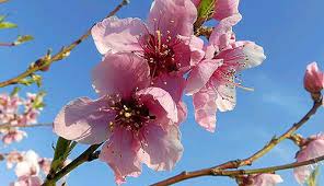 Resultado de imagen de campos silvestres