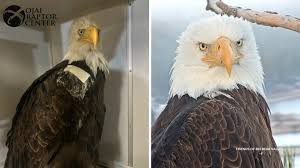 Jackie the Big Bear bald eagle