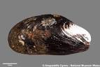 Marine Species Identification Portal : Modiolus modiolus