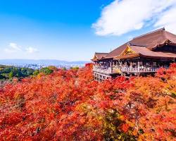 京都紅葉の画像