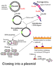 Plasmid as a cloning vector -