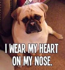 Cute animals on Pinterest | Super cute animals, Funny Dogs and Dog ... via Relatably.com