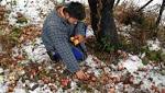 Damaged apple crop dampens wedding