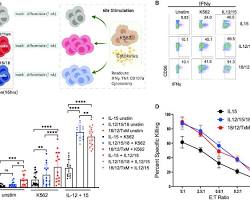 Image of K562IL15 cells