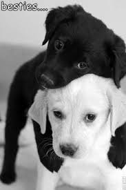 Image result for ebony and ivory racial harmony images