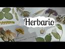 Resultado de imagen de dibujos infantiles de herbarios