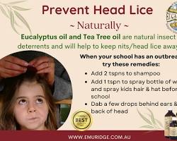 Tea tree oil for lice