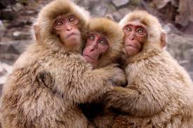 Image result for MONKEYS