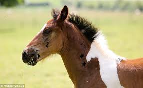 Image result for HORSE