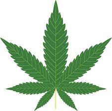 Image result for marijuana image