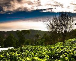 Image of Kausani Tea Estate, Kausani