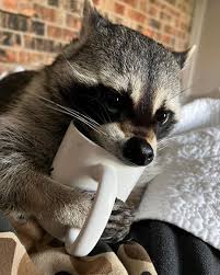 A cute raccoon nawing on a coffee mug, they're hugging the mug and their paws are inside the handle.