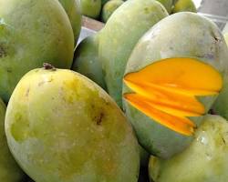Gambar Mangga Arumanis
