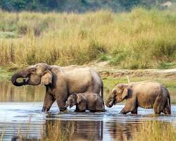 Image of Chitwan National Park, Nepal
