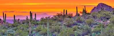 Image result for saguaro cactus