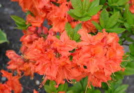 Image result for Azalea azaleas