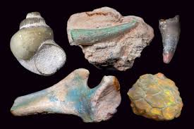 Saving the rainbow bones - Australian Geographic