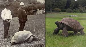 África Oriental: conoce a la tortuga 'Jonathan', el animal terrestre vivo más longevo del mundo | El Popular