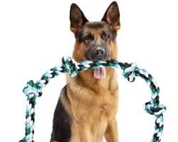 large dog rope toyの画像