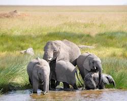 Elephant in Serengeti National Park