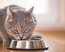 kitten eating food from a bowlの画像