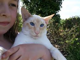 RED POINT SIAMESE BOY for stud ALSO SEAL POINT | Cambridge, Cambridgeshire | Pets4Homes - red-point-siamese-boy-has-just-become-a-dad-518787fa3f045