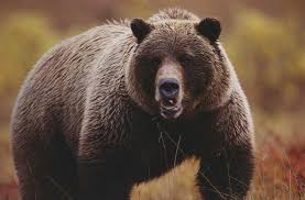 Image result for bear