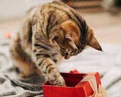 cat opening a presentの画像