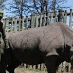  Last male northern white rhino takes a walk around Kenya wildlife area despite illness