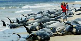 Image result for whales