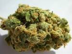 Jack Herer