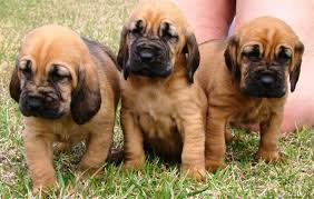 Image result for bloodhounds