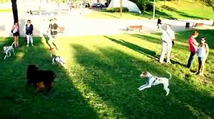 Image result for dogpark