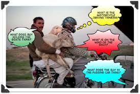 Image result for bakra eid funny images