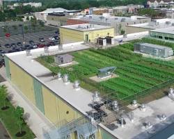 Urban farming on rooftop