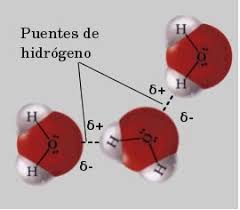 Watson y Crick, cadenas de ADN unidas por puentes de hidrógeno.