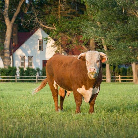 Hereford Heifer