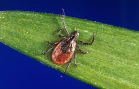 Health Awareness on Tick Bites